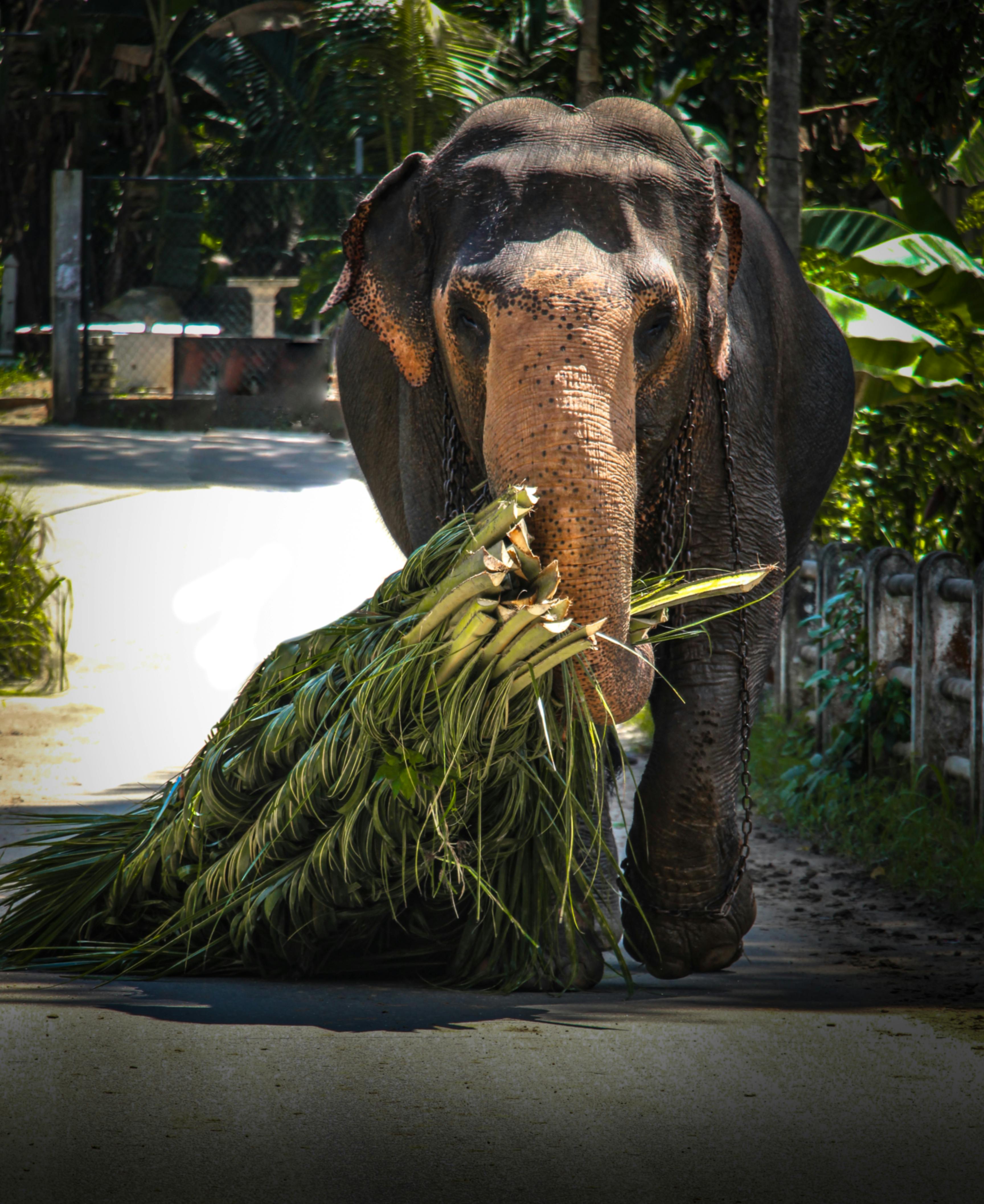 Elephant in Sri Lanka.jpg