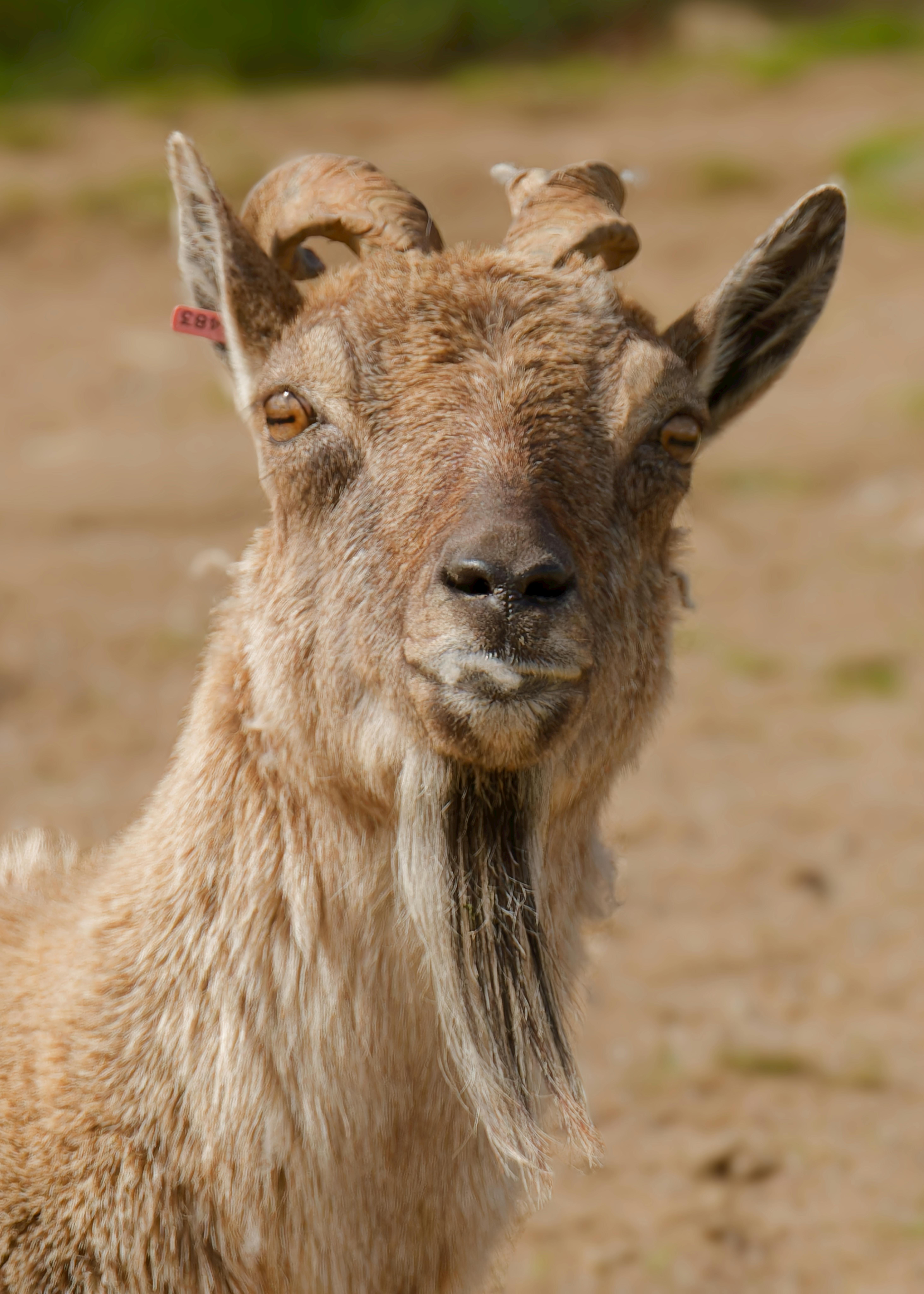 Himalayan Ibex.jpg