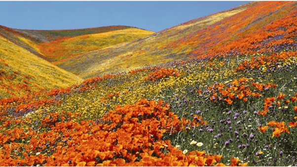 Lachung & Yumthang Valley_The Valley of Flowers in Winter_Sikkim_India.png