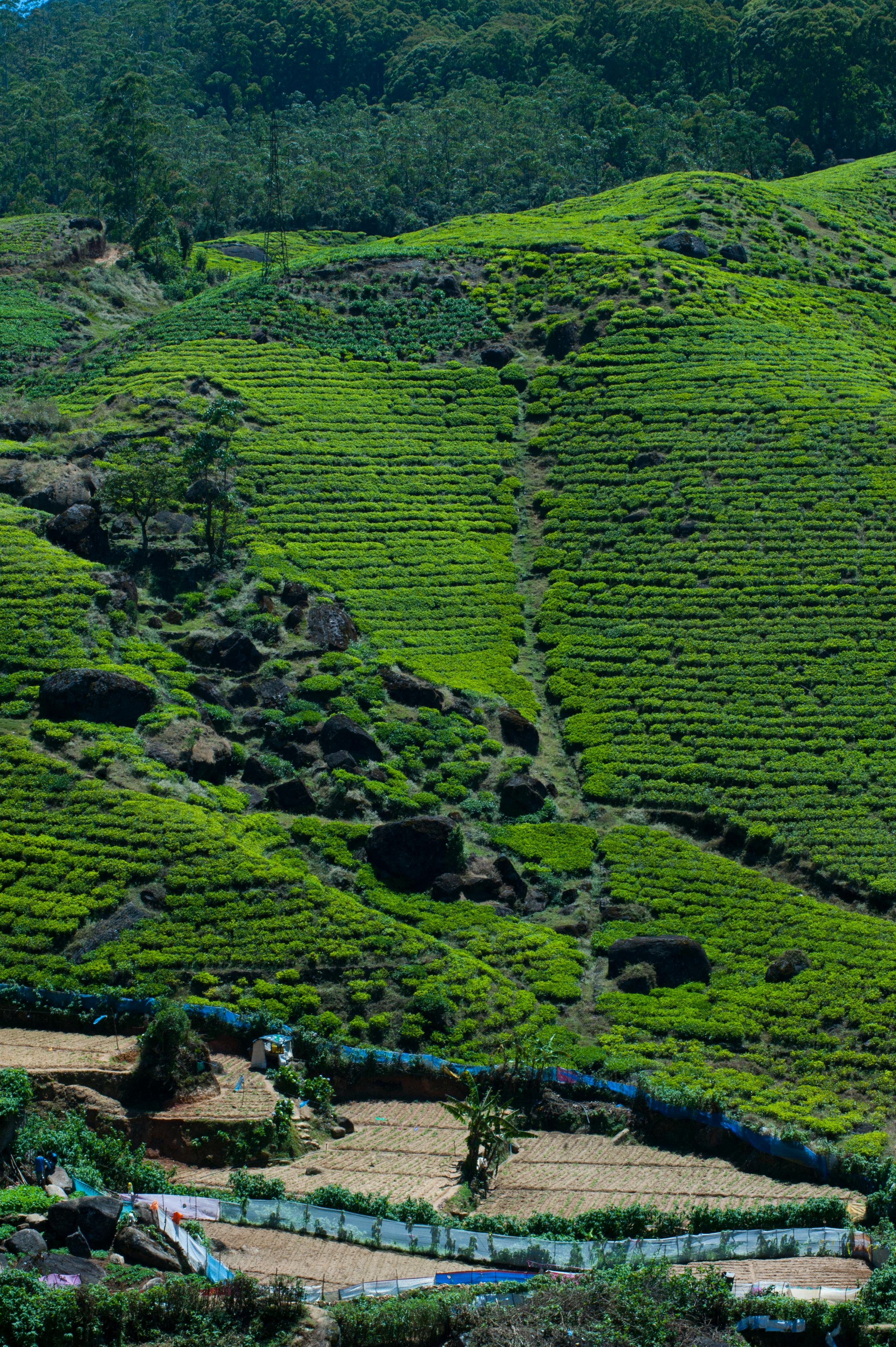 Tea Gardens_Nuwara Eliya_Sri Lanka.jpg